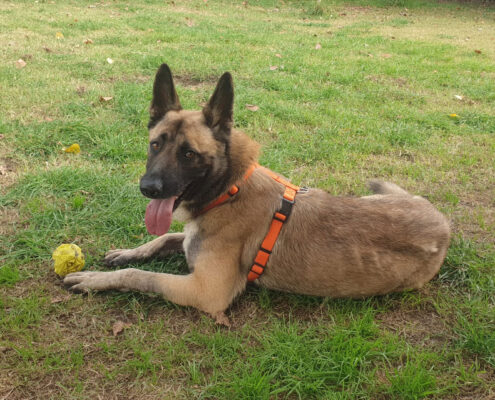 ares-code-felici-adozione-cane-rifugio-(2)